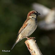 House Sparrow