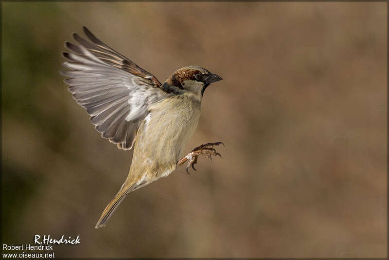 House Sparrow, Flight