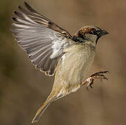 House Sparrow