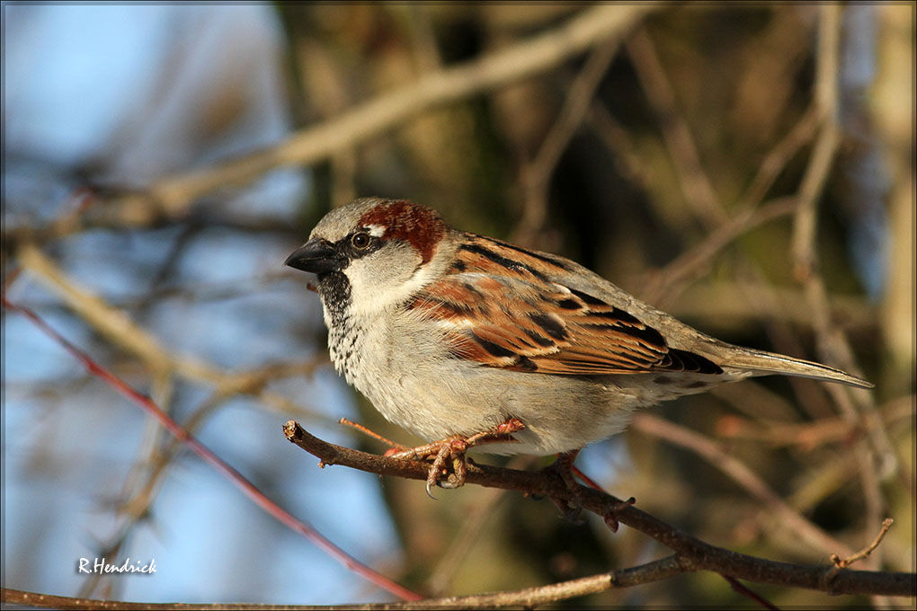 Moineau domestique