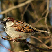 Moineau domestique