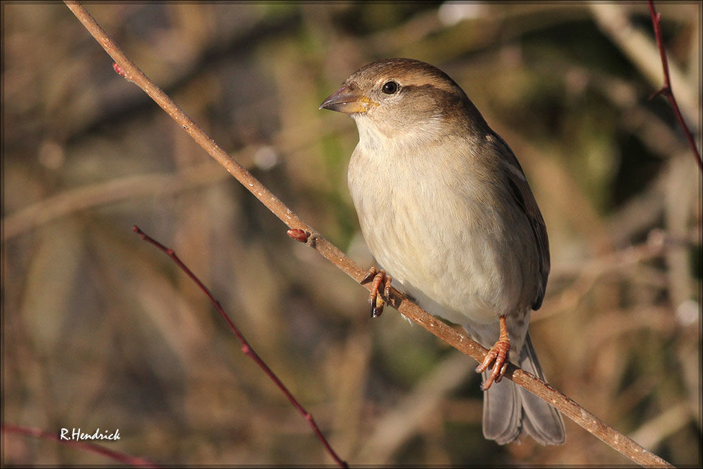 Moineau domestique