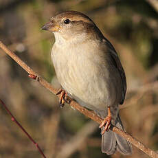 Moineau domestique