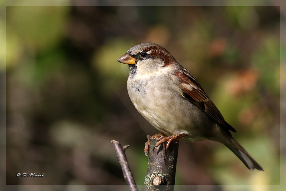 Moineau domestique