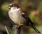 Moineau domestique