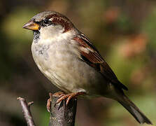 House Sparrow