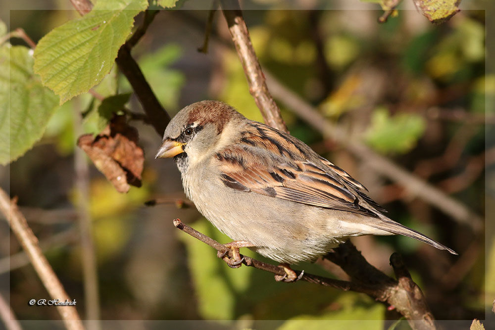 Moineau domestique