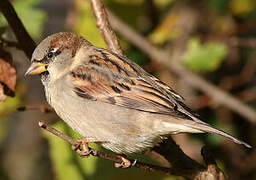 Moineau domestique