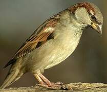 Moineau domestique