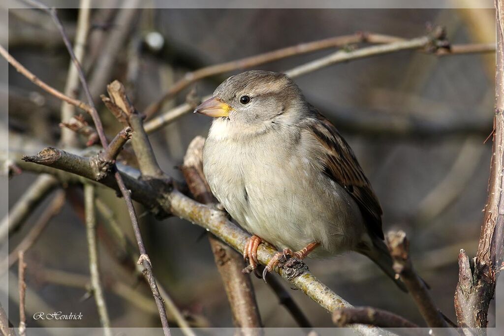 Moineau domestique