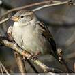 Moineau domestique