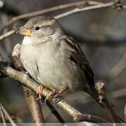 House Sparrow