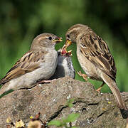 Moineau domestique