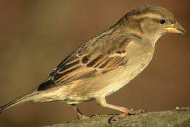 House Sparrow