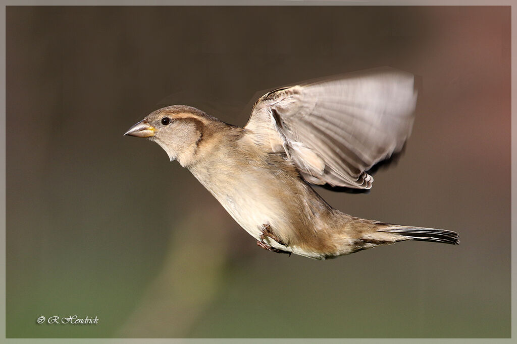 Moineau domestique