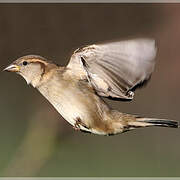 Moineau domestique