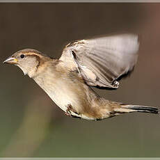 Moineau domestique