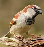 House Sparrow