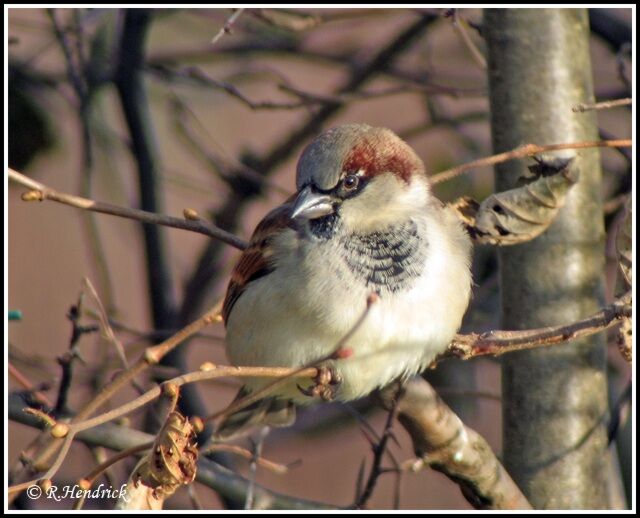 House Sparrow