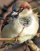 House Sparrow