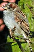 Moineau domestique