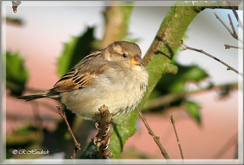 House Sparrow