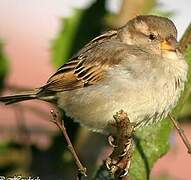 Moineau domestique