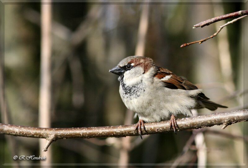 House Sparrow