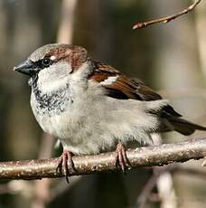 Moineau domestique