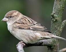 Moineau domestique