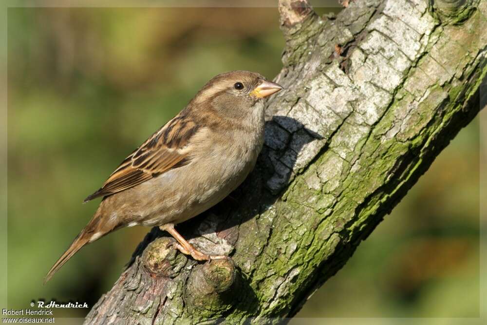 House Sparrow female adult