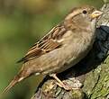 Moineau domestique