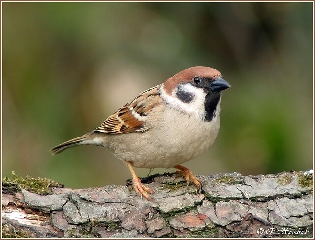 Eurasian Tree Sparrow