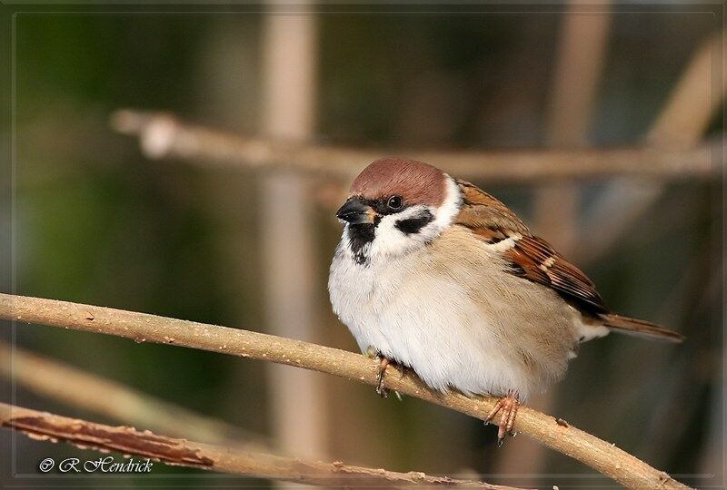 Eurasian Tree Sparrow