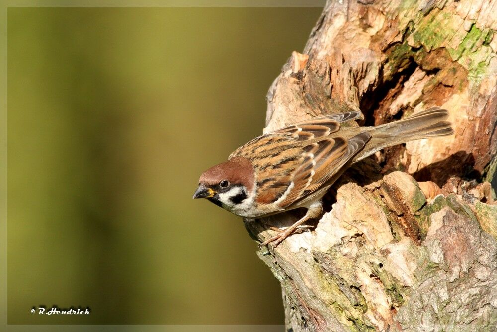 Eurasian Tree Sparrow