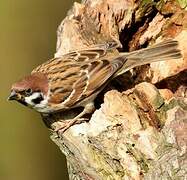 Eurasian Tree Sparrow