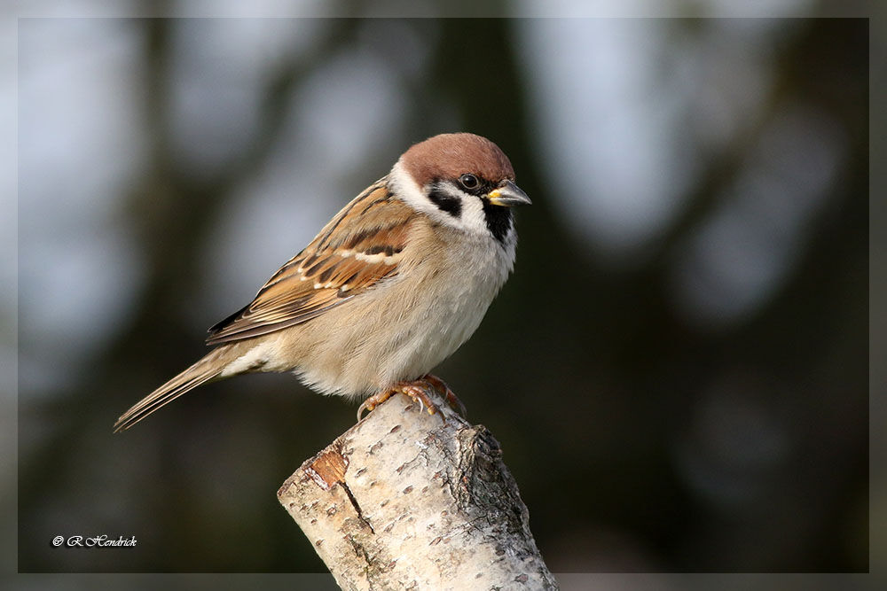 Eurasian Tree Sparrow