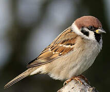 Eurasian Tree Sparrow