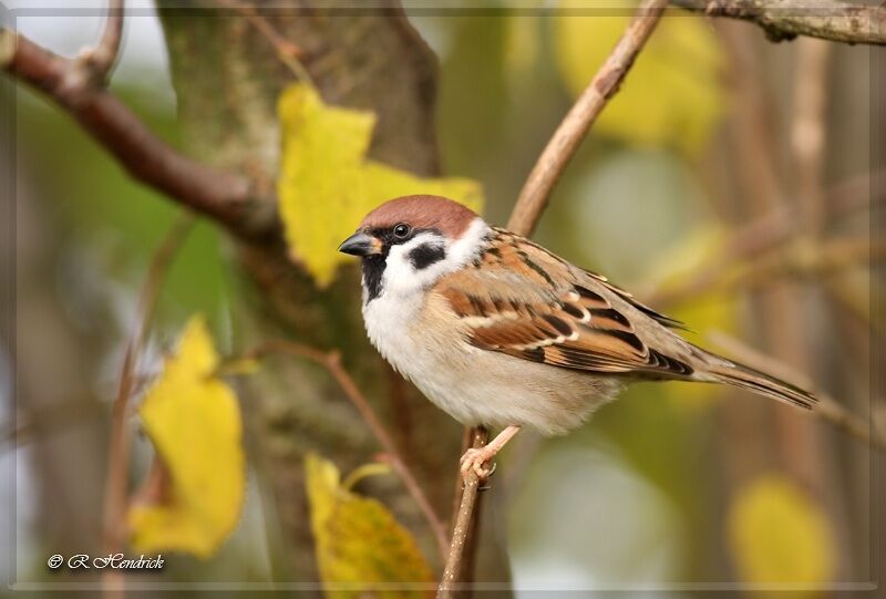 Moineau friquet