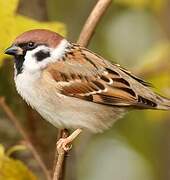 Eurasian Tree Sparrow