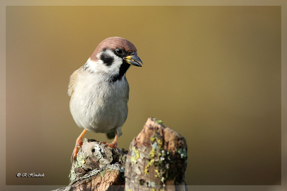 Moineau friquet