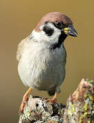 Eurasian Tree Sparrow