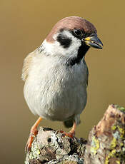 Moineau friquet