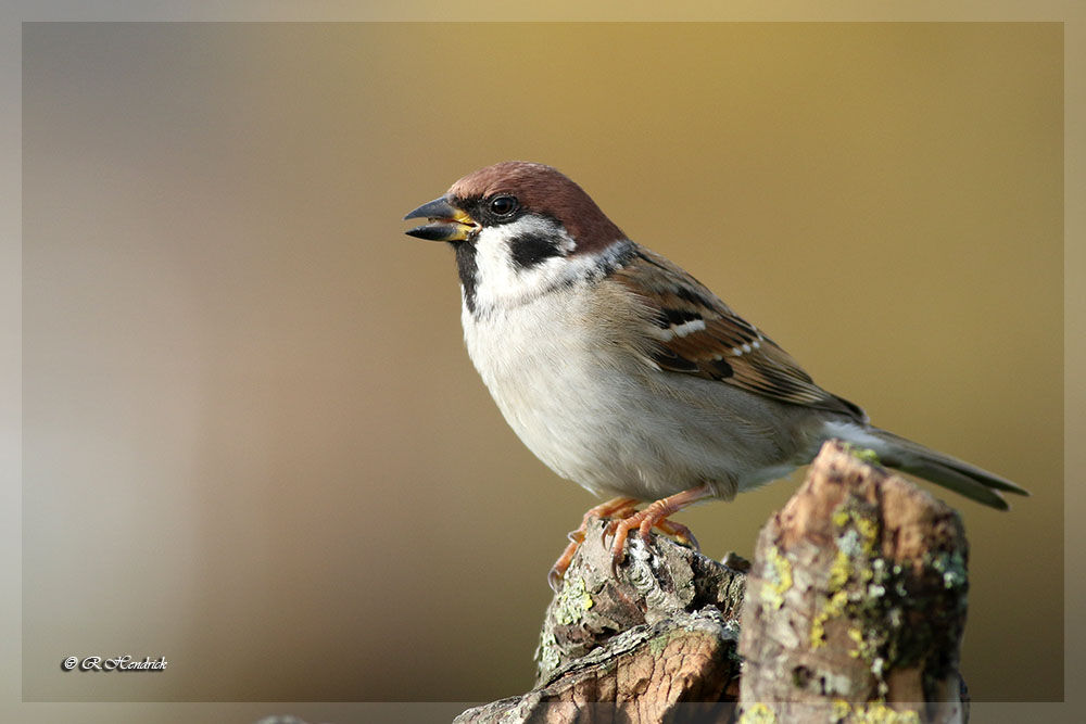 Eurasian Tree Sparrow