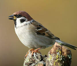 Moineau friquet