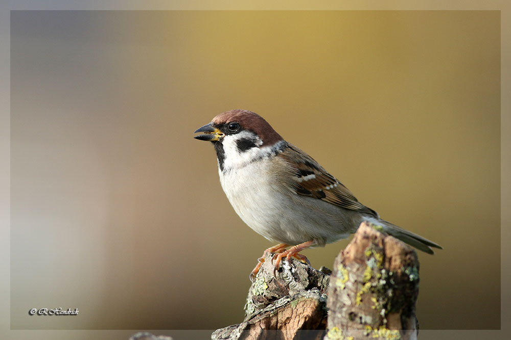 Eurasian Tree Sparrow