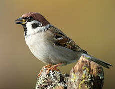 Eurasian Tree Sparrow