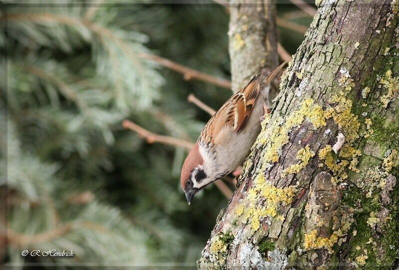 Moineau friquet