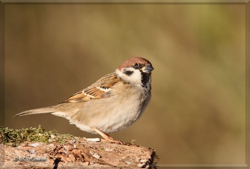 Moineau friquet