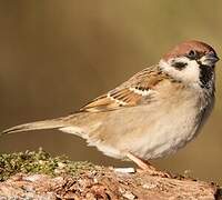 Eurasian Tree Sparrow